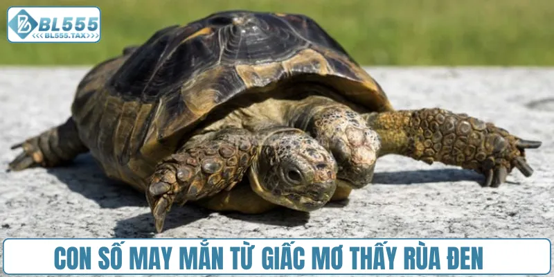 Mơ Thấy Rùa Đánh Con Gì? Cặp Số Vàng Nào Thay Đổi Vận Mệnh
