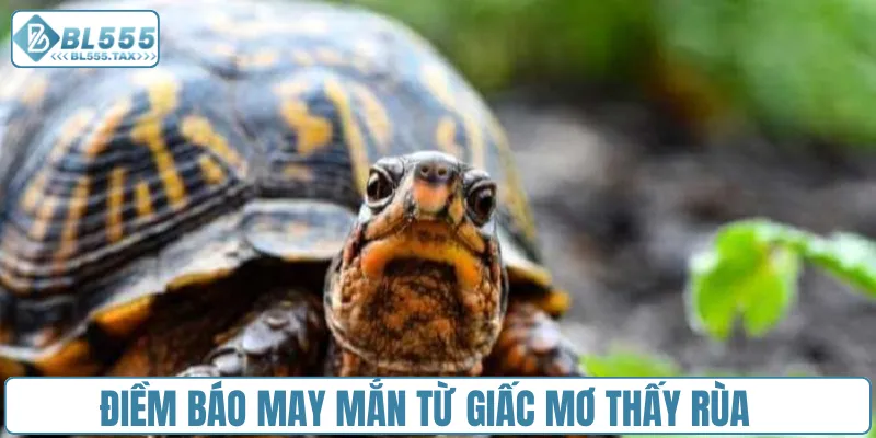 Mơ Thấy Rùa Đánh Con Gì? Cặp Số Vàng Nào Thay Đổi Vận Mệnh