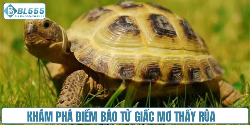 Mơ Thấy Rùa Đánh Con Gì? Cặp Số Vàng Nào Thay Đổi Vận Mệnh