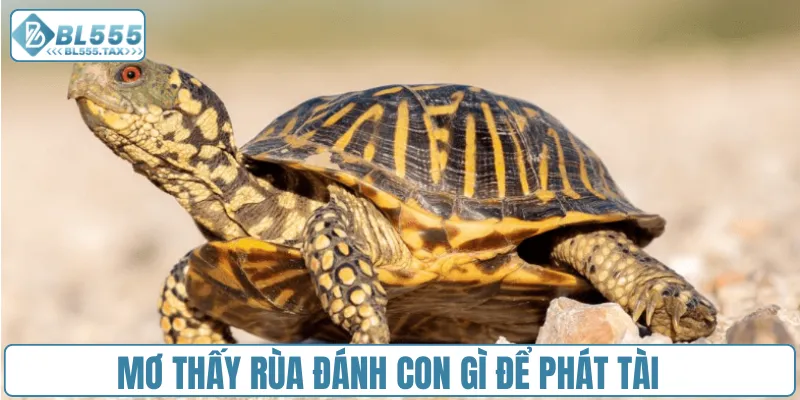 Mơ Thấy Rùa Đánh Con Gì? Cặp Số Vàng Nào Thay Đổi Vận Mệnh
