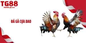 Blog Cá Cược TG88 - Cộng Đồng Truy Cập Theo Dõi Mỗi Ngày